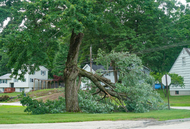 Trusted Perry, MI Tree Service Experts